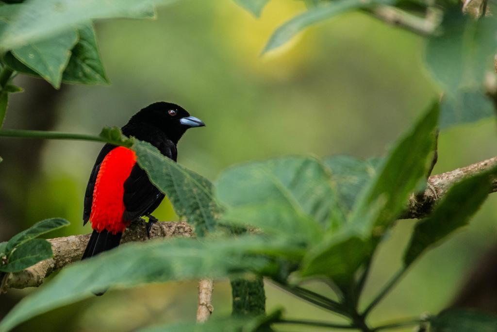 Lucky Bug Bed & Breakfast Nuevo Arenal