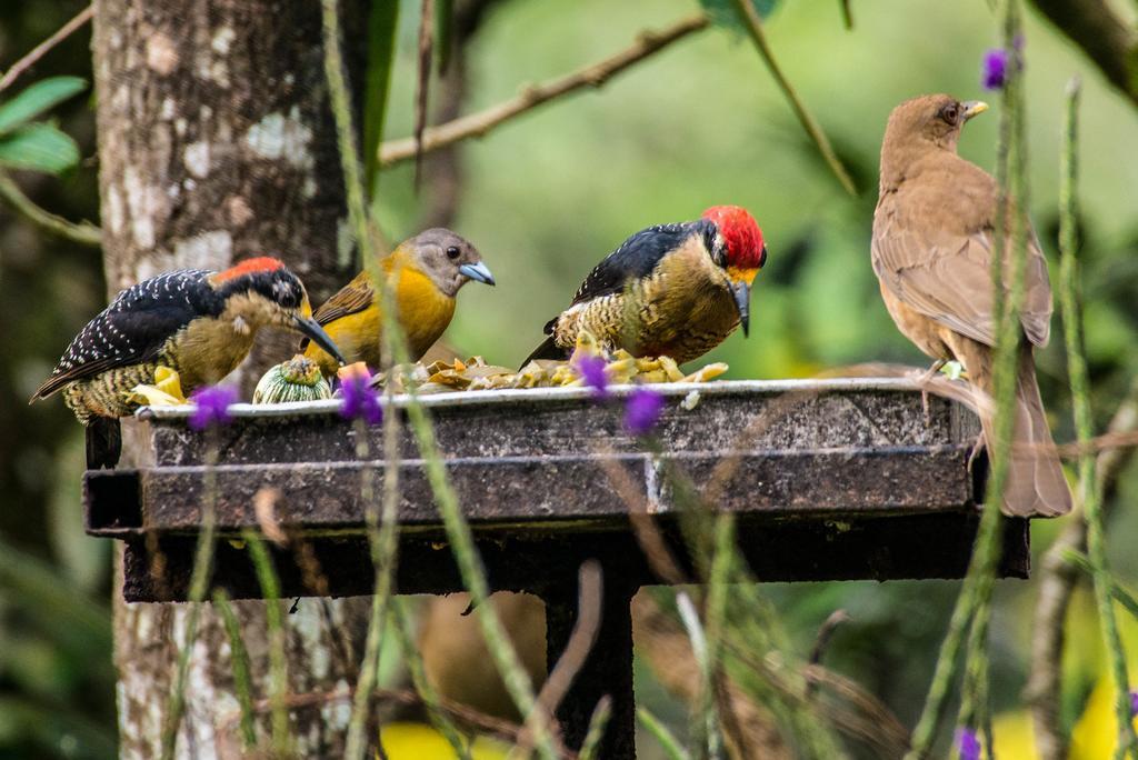 Lucky Bug Bed & Breakfast Nuevo Arenal